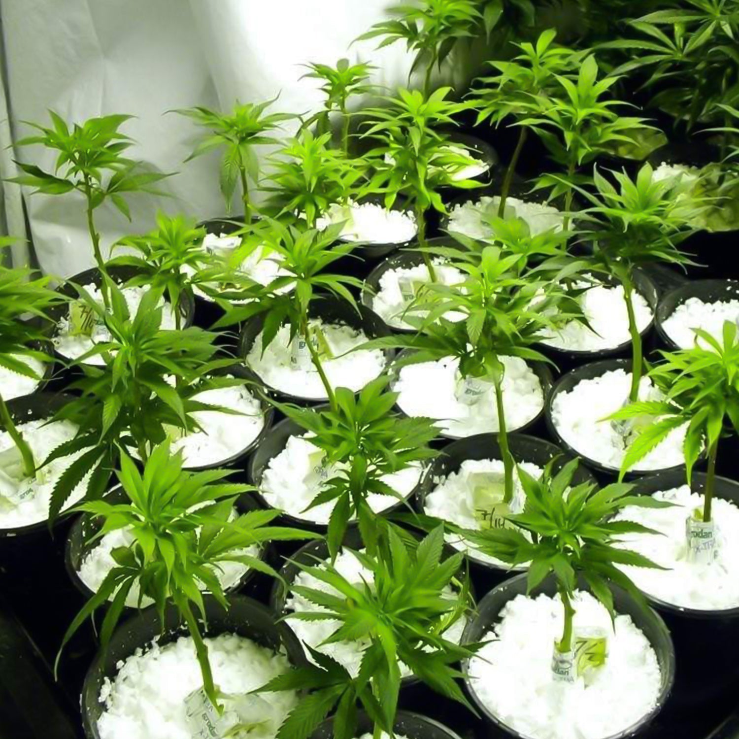 Paradise Perlite 250 GM soil conditioner for hydroponics and horticulture