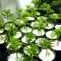 Paradise Perlite 250 GM soil conditioner for hydroponics and horticulture