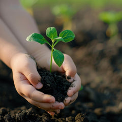 Rich black soil vermicompost for garden plants