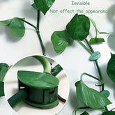 Leaf-shaped green plant climbing wall fixture clips set on white background