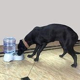 Automatic pet water and food dispenser set, side view