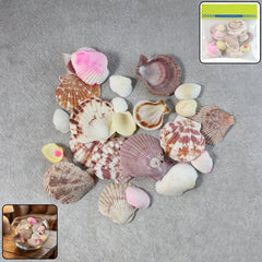 Natural Decorative Sea Shells Set (1 Set)