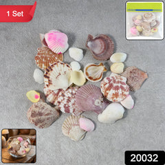 Natural Decorative Sea Shells Set (1 Set)
