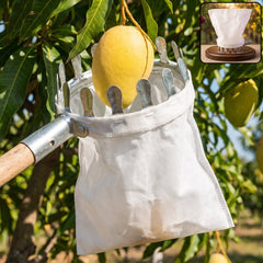 Fruit picker tool collecting mango from tree