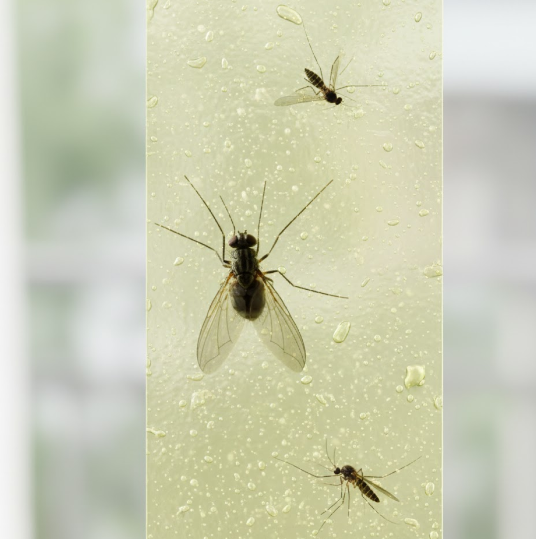 Fly trap usage instructions