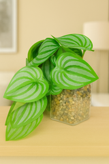 ChatGPT Image Jun 14, 2025, 04_44_01 PM