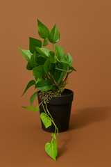 6EA5C032-171A-41AB-9E5E-5C3FE433056E