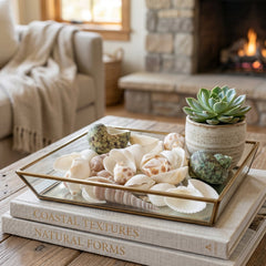 Natural Decorative Sea Shells Set (1 Set)