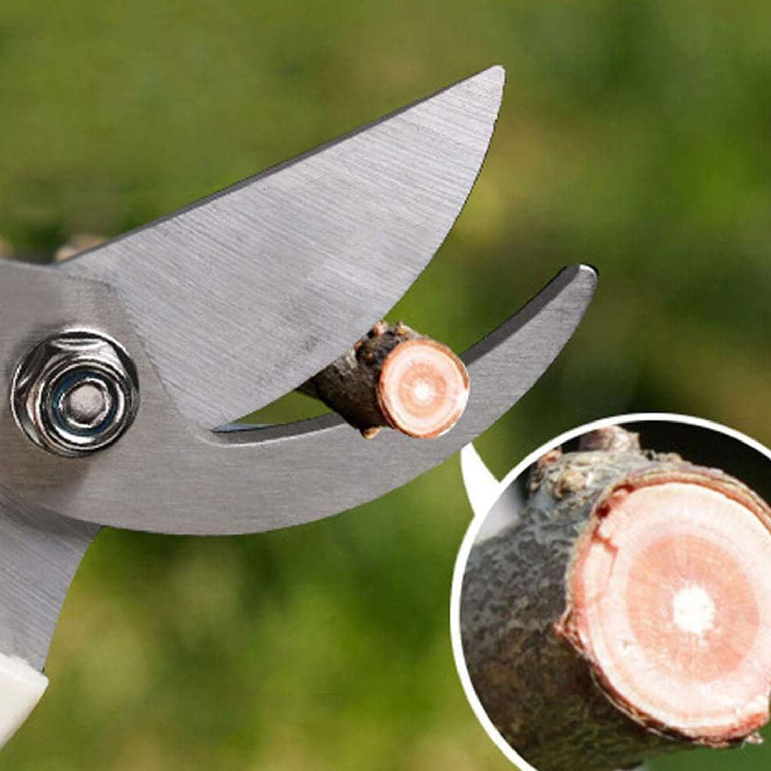 Garden scissors cutting a flower stem precisely