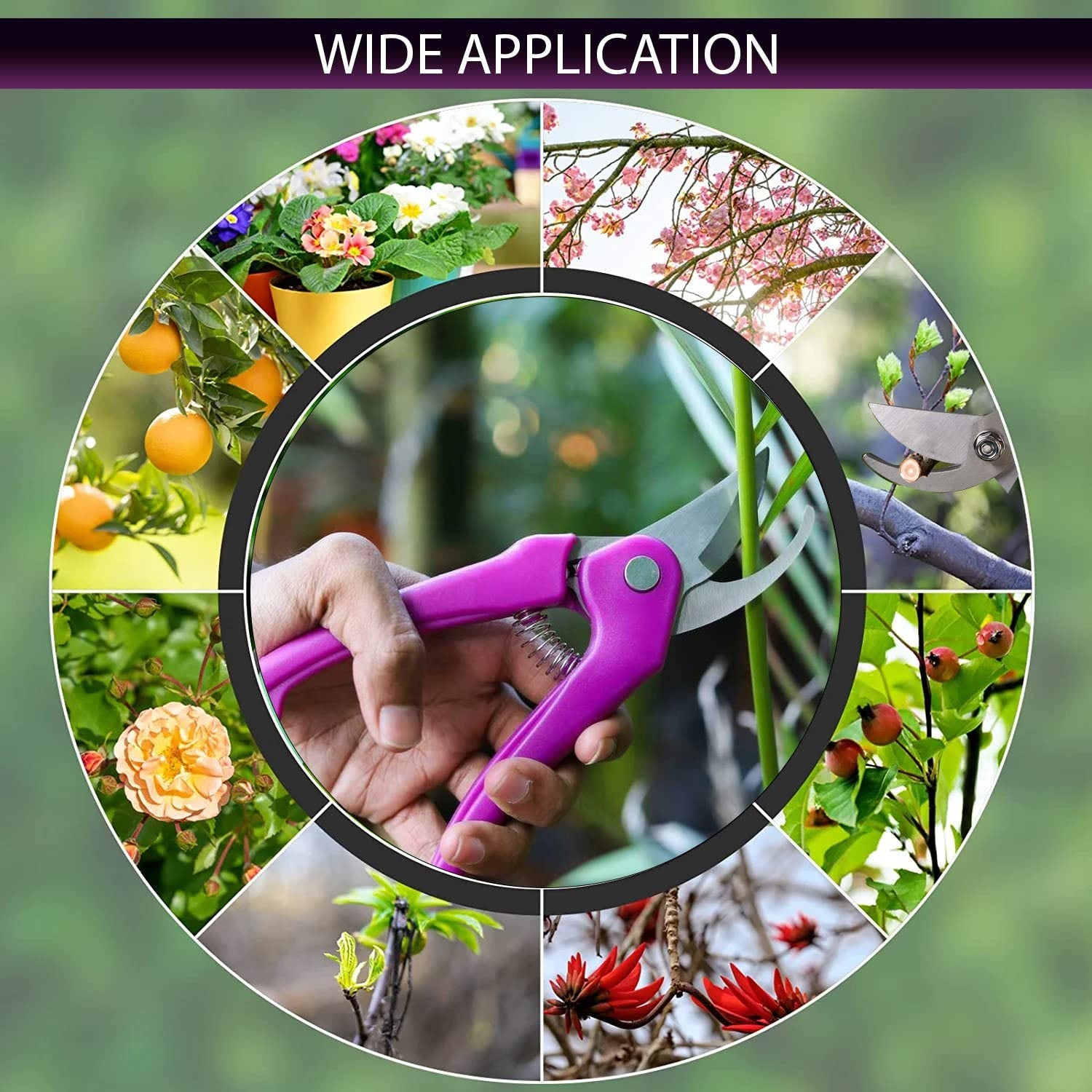 Gardener using stainless steel scissors to trim plants