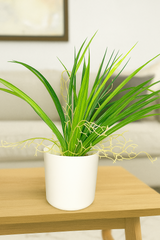 ChatGPT Image Jun 14, 2025, 06_17_25 PM